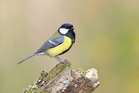Great tit (Parus major) sitting on moss-covered dead wood, side view, Wilnsdorf, North