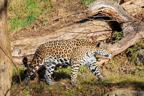 An adult jaguar (Panthera onca) runs across a dry meadow on a sunny day, with rotting tree trunks