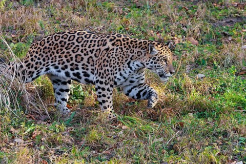 An adult jaguar (Panthera onca) runs across a green meadow on a sunny day. Captive