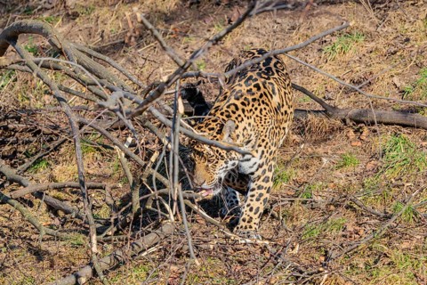 An adult jaguar (Panthera onca) runs across a dry meadow on a sunny day, with rotting trees lying