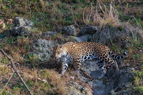 An adult jaguar (Panthera onca) runs across a green meadow in hilly terrain on a sunny day. Captive