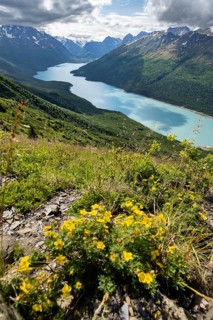 Yellow flowers, view of blue lake and mountains on Twin Peaks Trail, Eklutna Lake, Chugach