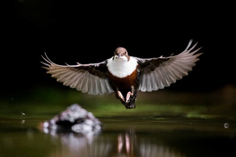 White-throated White-throated Dipper (Cinclus cinclus) in the air over water with prey in its beak,