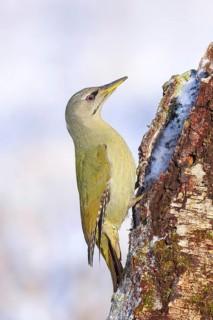 Grey-headed woodpecker (Picus canus), or lesser spotted woodpecker, female on a birch tree,