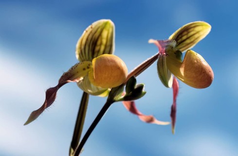 Lady's shoe orchid, Paphiopedilum philippinense, blossom, two orchid flowers against a blue sky in