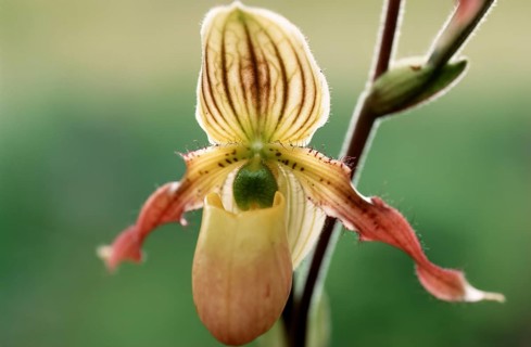 Lady's slipper orchid, Paphiopedilum philippinense, flower, detailed close-up of a single orchid