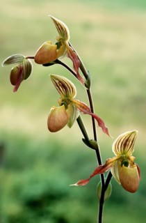 Lady's slipper orchid, Paphiopedilum philippinense, flower, close-up of a multi-flowered orchid