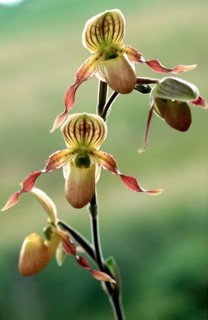 Lady's slipper orchid, Paphiopedilum philippinense, flower, close-up of an exotic orchid with