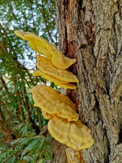 Sulphur porling, Laetiporus sulphureus, type of mushroom from the family of stalk porling
