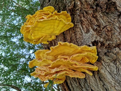 Sulphur porling, Laetiporus sulphureus, type of mushroom from the family of stalk porling