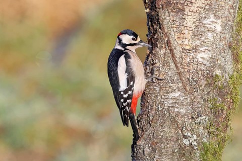 Great spotted woodpecker (Dendrocopus major), male, foraging on the trunk of a common birch (Betula