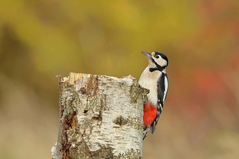 Great spotted woodpecker (Dendrocopus major), female, foraging on the trunk of a common birch