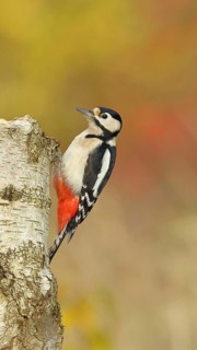 Great spotted woodpecker (Dendrocopus major), female, foraging on the trunk of a common birch