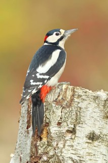 Great spotted woodpecker (Dendrocopus major), male, foraging on the trunk of a common birch (Betula