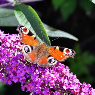 Peacock butterfly (Inachis io) sucking nectar on butterfly bush (Buddleja davidii), in a natural