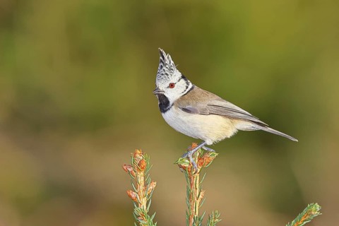 Crested Tit (Lophophanes scalloped ribbonfish), sitting on the top of a young spruce, European