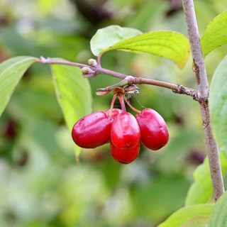 Cornelian cherry (Cornus mas), branch with fruit, Wilnsdorf, North Rhine-Westphalia, Germany
