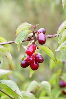 Cornelian cherry (Cornus mas), branch with fruit, Wilnsdorf, North Rhine-Westphalia, Germany