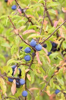 Blackthorn (Prunus spinosa), branch with ripe fruit, autumn, Wilnsdorf, North Rhine-Westphalia,
