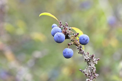 Blackthorn (Prunus spinosa), branch with ripe fruit, autumn, Wilnsdorf, North Rhine-Westphalia,