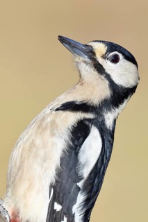 Great spotted woodpecker (Dendrocopos major), female, animal portrait, close-up, Wilnsdorf, North