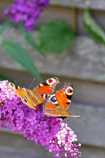 Peacock butterfly (Inachis io) two butterflies sucking nectar on summer lilac (Buddleja davidii),