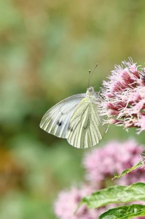 A Cabbage butterfly (Pieris brassicae) sucking nectar on the flower of a Hemp agrimony