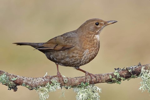 Blackbird (Turdus merula), female, sitting on a lichen-covered branch in the forest, Wilnsdorf,