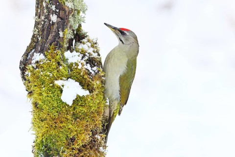Grey-headed woodpecker (Picus canus), male sitting on a dead wood covered with moss and lichen in