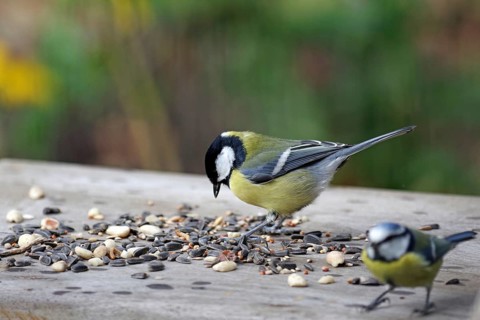 Great tit (Parus major), blue tit, bird feeder, hungry, coloured, Germany, Two titmice sitting on a