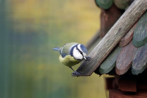 Blue tit (Cyanistes caeruleus), bird house, coloured, bird feeding, Germany, The cute blue tit is