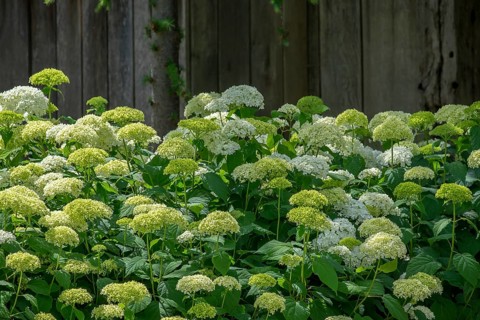 Lush hydrangeas in green and white in front of a wooden fence in the garden, North
