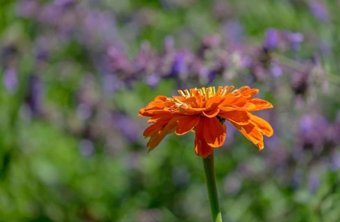 An orange zinnia (Zinnia) is in focus against a soft green and purple background in a garden, North