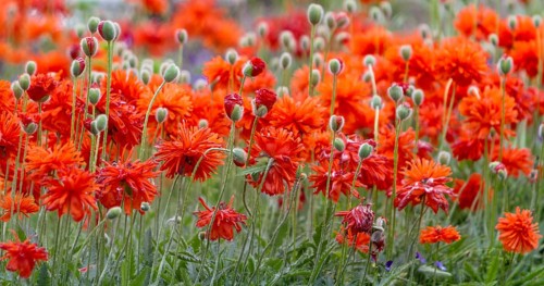 Bright orange poppies in full bloom, Palatinate, Rhineland-Palatinate, Germany
