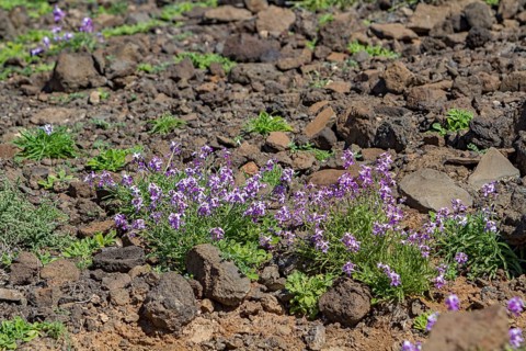 Bolles Levkoje (Matthiola bolleana), endemic plant on Fuerteventura, Canary Islands, Spain