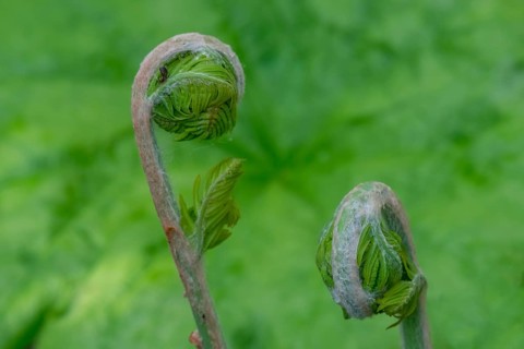Young shoot, curled leaves of a fern frond, the Netherlands