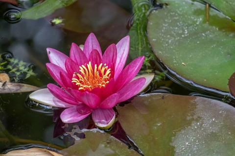 Pink water lily with yellow stamens floating on a calm pond with green leaves, (Nymphaea),