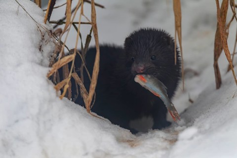 Mink (Neovison vison) with a captured perch, prey, hunting, piscivore, winter, snow, Germany