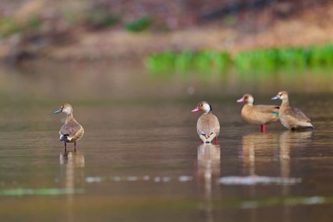 Four ducks resting on the shore of a lake, surrounded by natural tranquillity, Red-billed Whistling