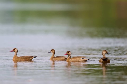 Three ducks swimming calmly on a lake surrounded by green nature, red-billed whistling duck, autumn