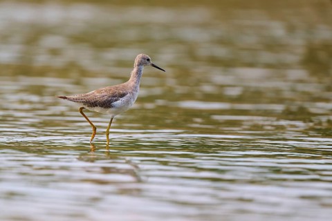A bird moves in the water, the surface reflects its surroundings, Solitary sandpiper (Tringa