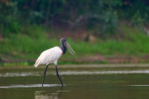 A single Jabiru strides gracefully through the shallow water near the edge of a forest, Jabiru
