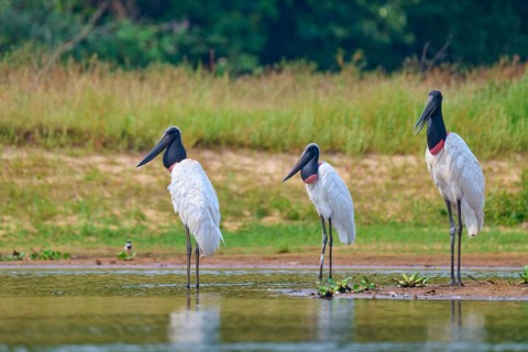 Three Jabirus standing on the bank of a calm water surrounded by green grass, Jabiru (Jabiru