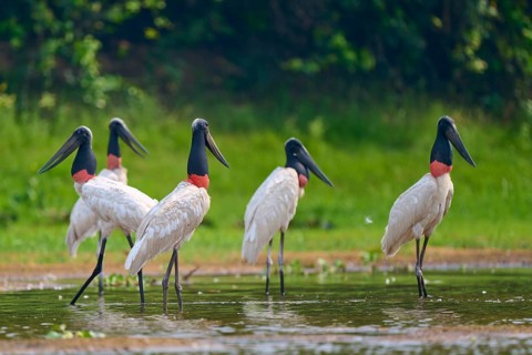 Five Jabirus standing in the water, their surroundings reflected in it, Jabiru (Jabiru mycteria),