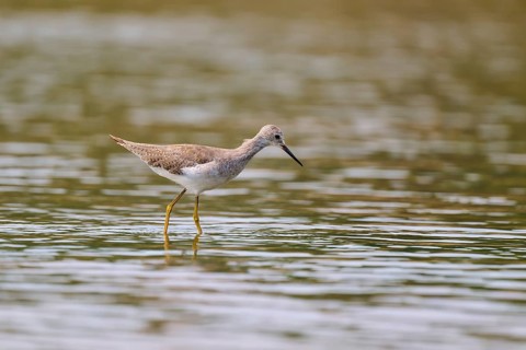 A bird wades through the shallow water, the surroundings appear calm and peaceful, Solitary