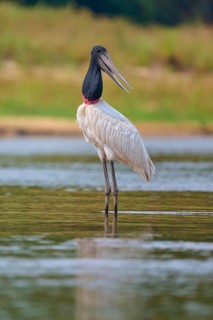 An alert bird stands in shallow water with natural surroundings, Jabiru (Jabiru mycteria), Rio