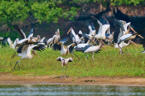 A dynamic scene with many storks moving along the shore, wood stork (Mycteria americana), Rio