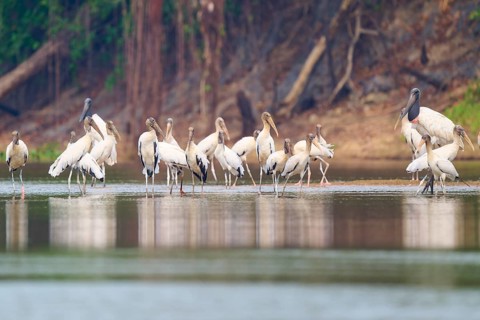 Group of storks standing on the riverbank in a lush landscape, wood stork (Mycteria americana), Rio