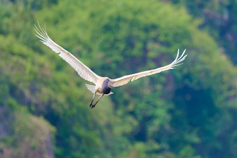 A bird in flight against a background of green trees, Jabiru (Jabiru mycteria), Rio Negro,