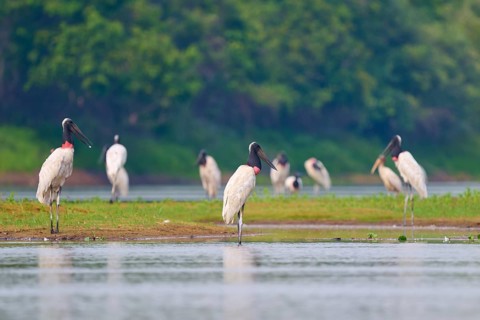 Several birds standing on the bank of a river, surrounded by green trees, Jabiru (Jabiru mycteria),
